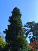 Lights Up Piedmont tonight! At 6 p.m. December 3