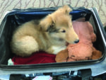 Taking Flight: Bringing Your New Puppy Home